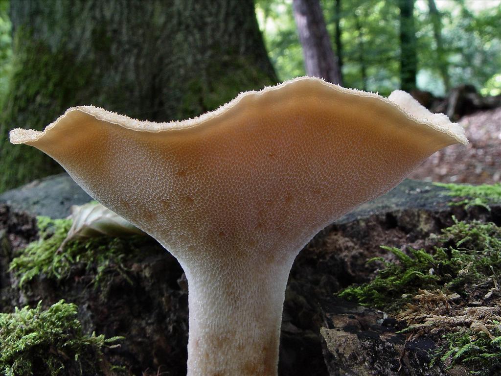 Polyporus tuberaster (door André Houter)